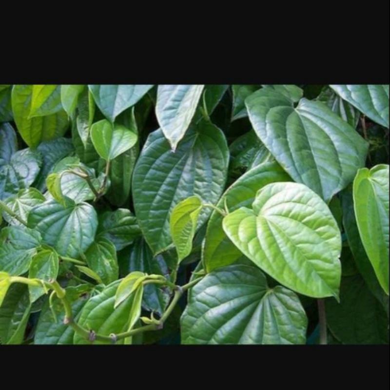 

daun sirih seger