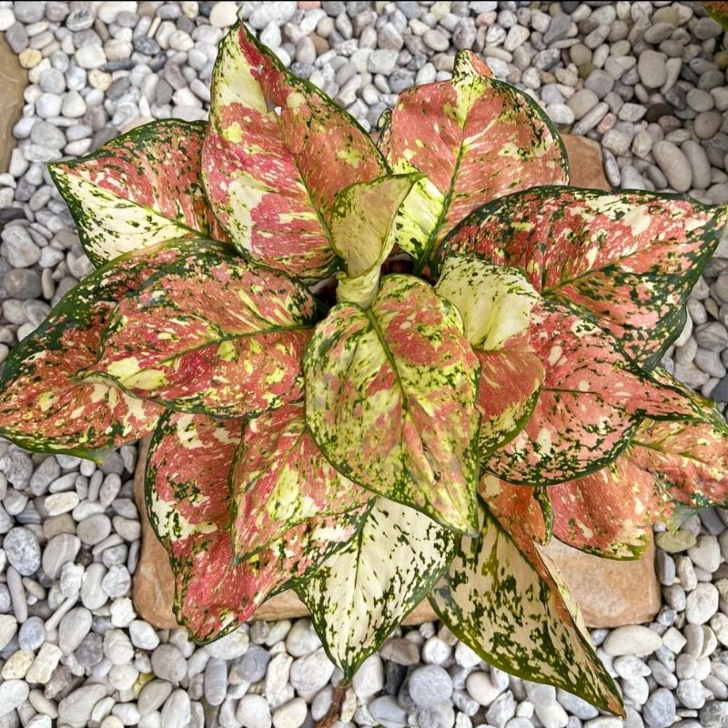 Tanaman hias aglonema tri color-aglaonema-tanaman hias hidup-tanaman bunga-tanaman hidup aglonema-ag