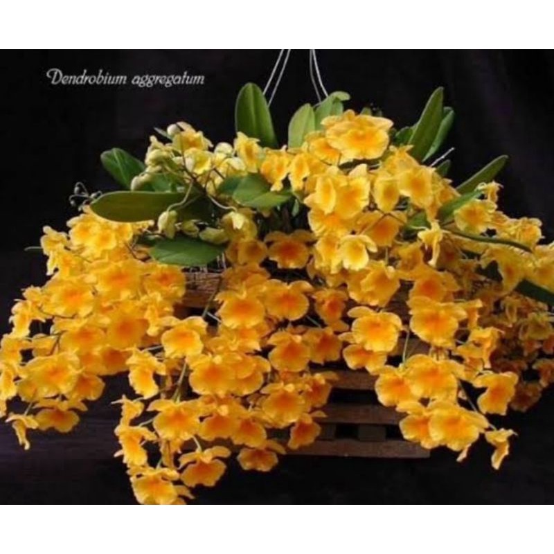 murah DEWASA AGREGATUM