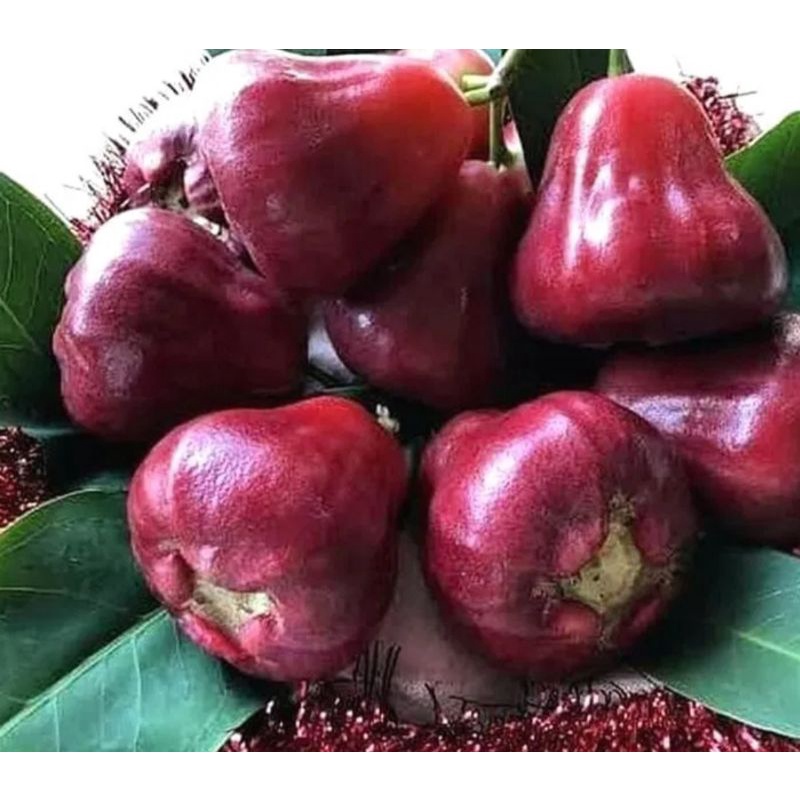 bibit jambu dalhari, citra, madu deli