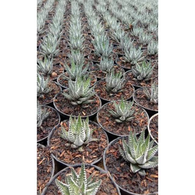 Haworthia zebraa