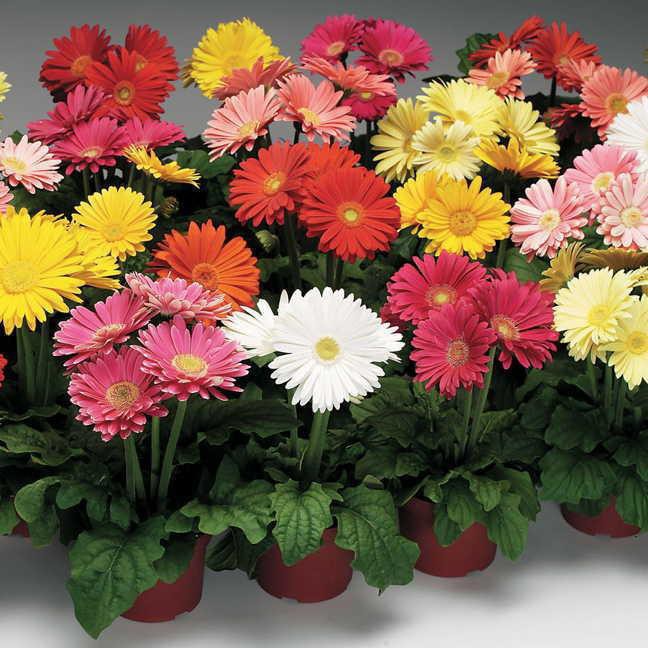 Paket Langsung Tanam - Gardening Kit - SPECIAL BOX - Benih Bunga Gerbera Jamesonii Mix Flower Seeds