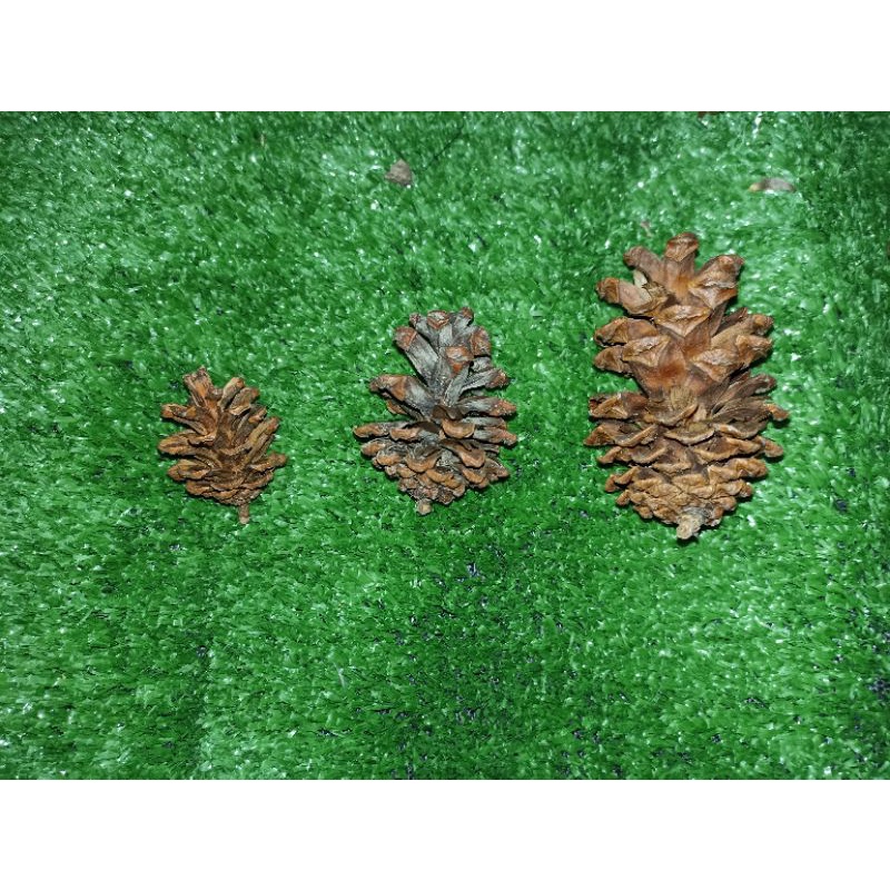 Mainan gigit gigitan / snack hamster pinecone / pine cone / pinus