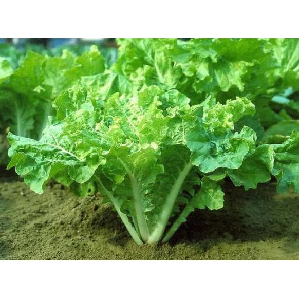 Terbaru 100 Benih Bibit Biji Sayuran Sawi Keriting Fun Jen Ayo Beli Shopee Indonesia