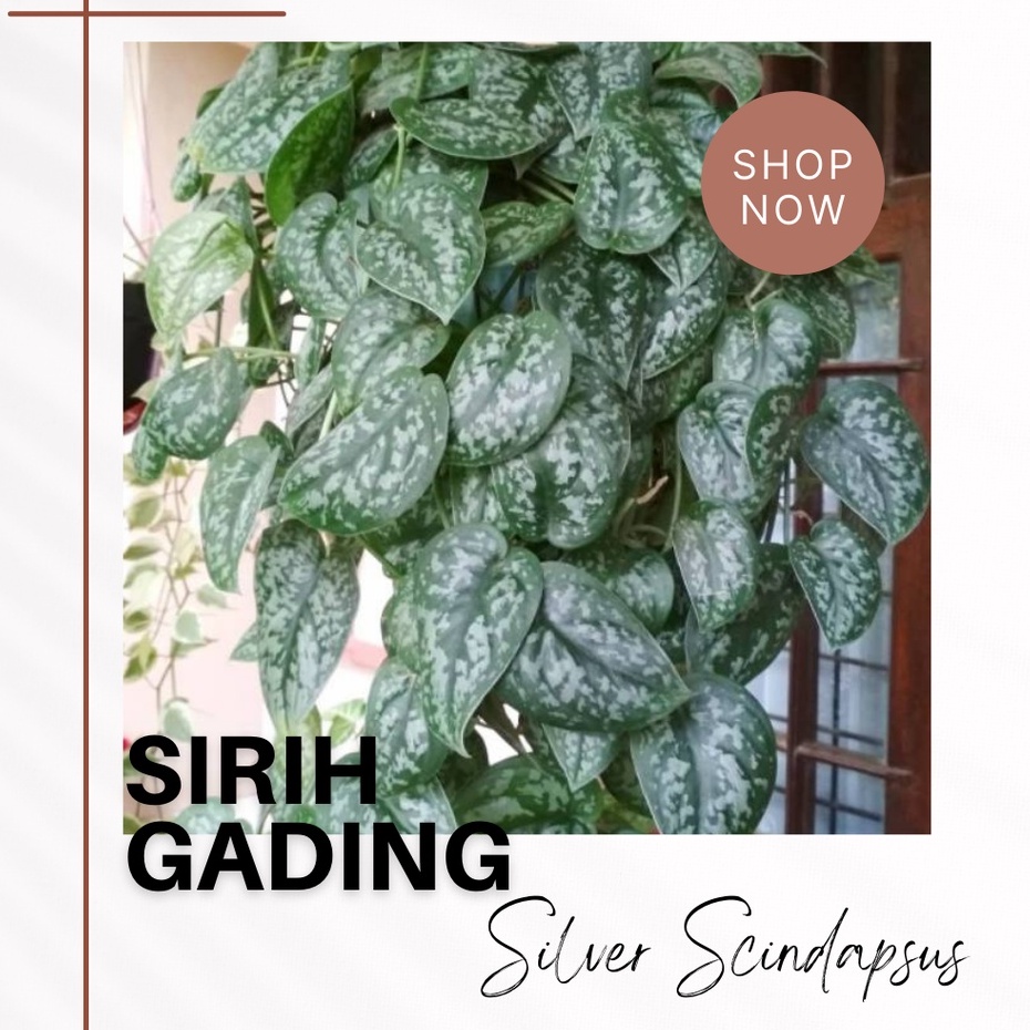 Bunga Sirih Gading Silver Scindapsus Tanaman Hias Sirih Gading Scindapsus