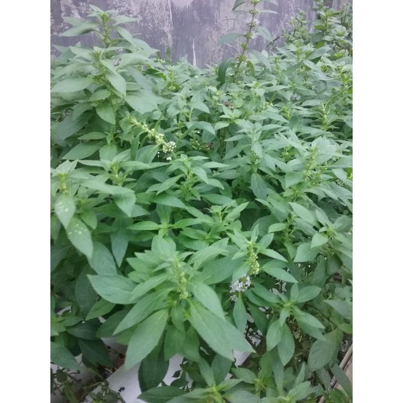 

PEPPERMINT FRESH LEAF/ DAUN PEPPERMINT SEGAR 100 GRAM