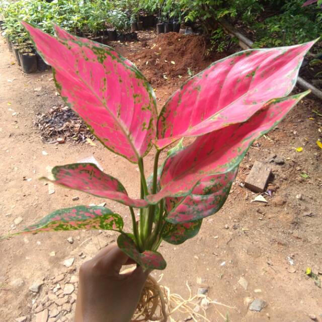Aglonema Red King