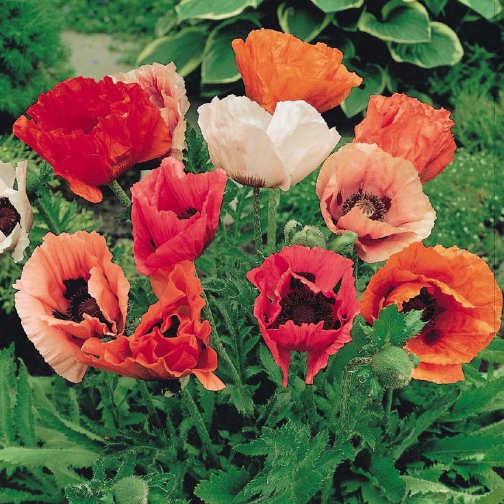 Benih Bibit Biji - Bunga Poppy Oriental Mix Flower Seeds - IMPORT