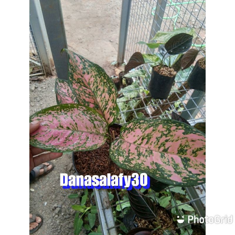 tanaman aglonema lady valantin pink