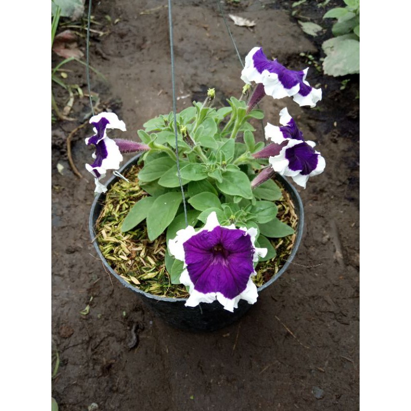 Bibit bunga Petunia