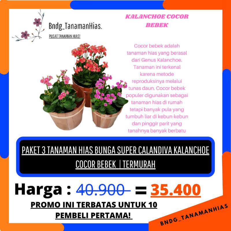 PAKET 3 WARNA BUNGA SUPER CALANDIVA KALANCHOE COCOR BEBEK WARNA RANDOM | TERMURAH!