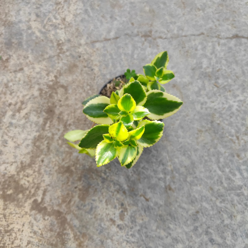 *GRAND OPENING* Euonymus Japonicus