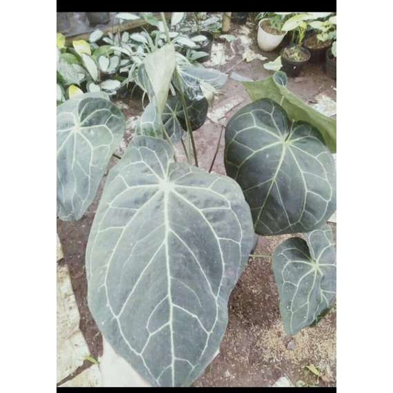 tanaman hias kuping gajah daun besar -pohon kuping gajah DAUN 9