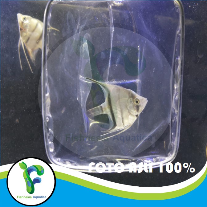 Ikan Hias Aquascape Manfish Altum/Anglefish Altum/Altum