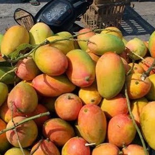 BIBIT BUAH MANGGA PODANG GUNUNG