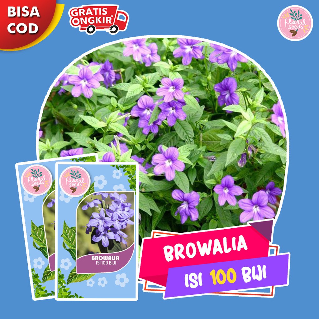 Biji Tanaman Hias Benih Bunga Browallia Isi 100 Biji