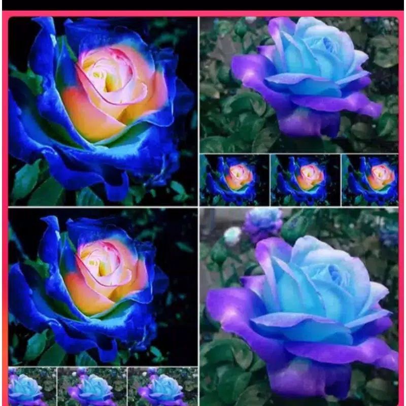 5 seed Biji Mawar Kombinasi Biru Pink