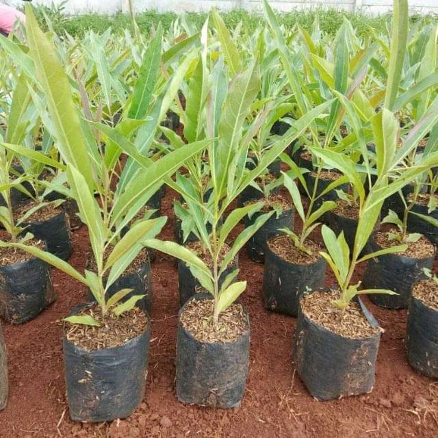 Tanaman Tabebuya Kuning/Bibit Tabebuya Kuning