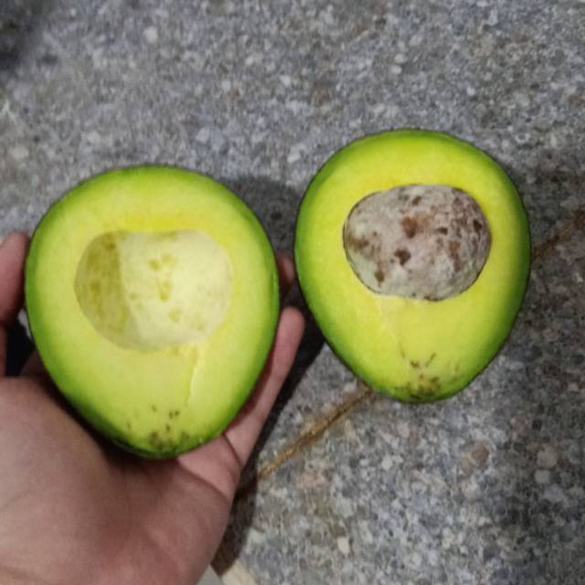 

Alpukat mentega