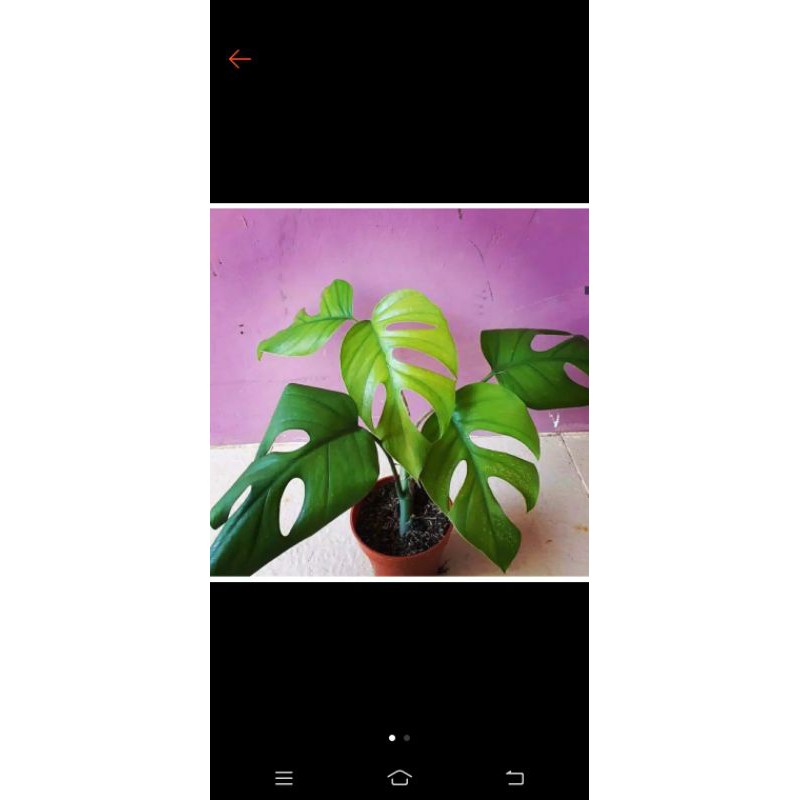 Monstera janda bolong besar