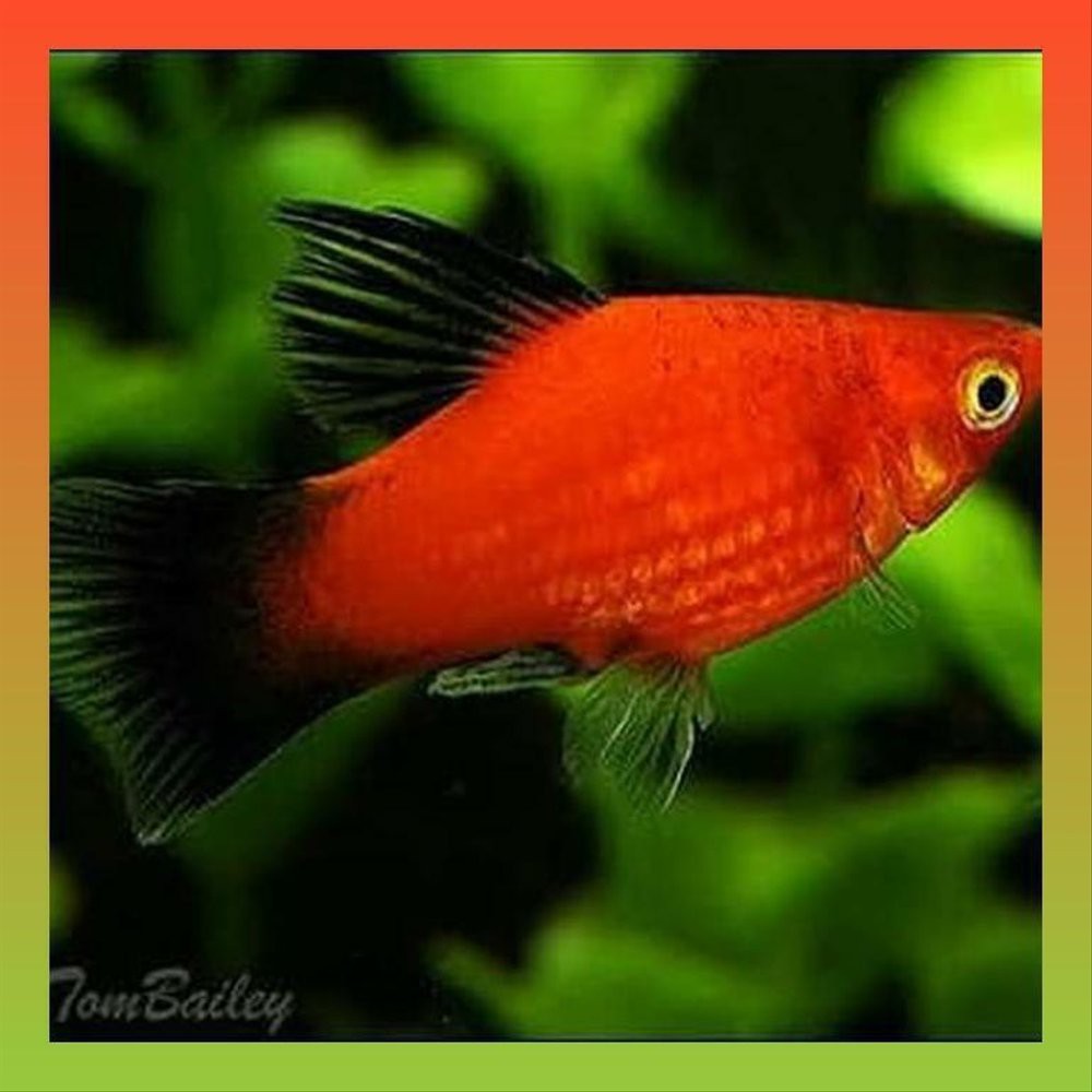  Ikan Platy  platyy Coral Black tail ekor hitam Shopee 