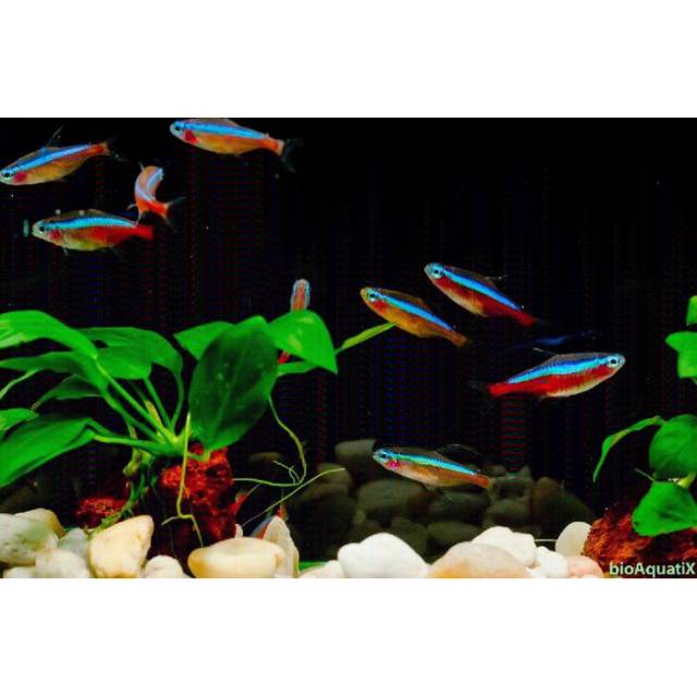 Ikan Neon tetra