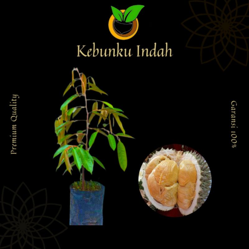 BIBIT DURIAN BLACK THORN SUPER OKULASI