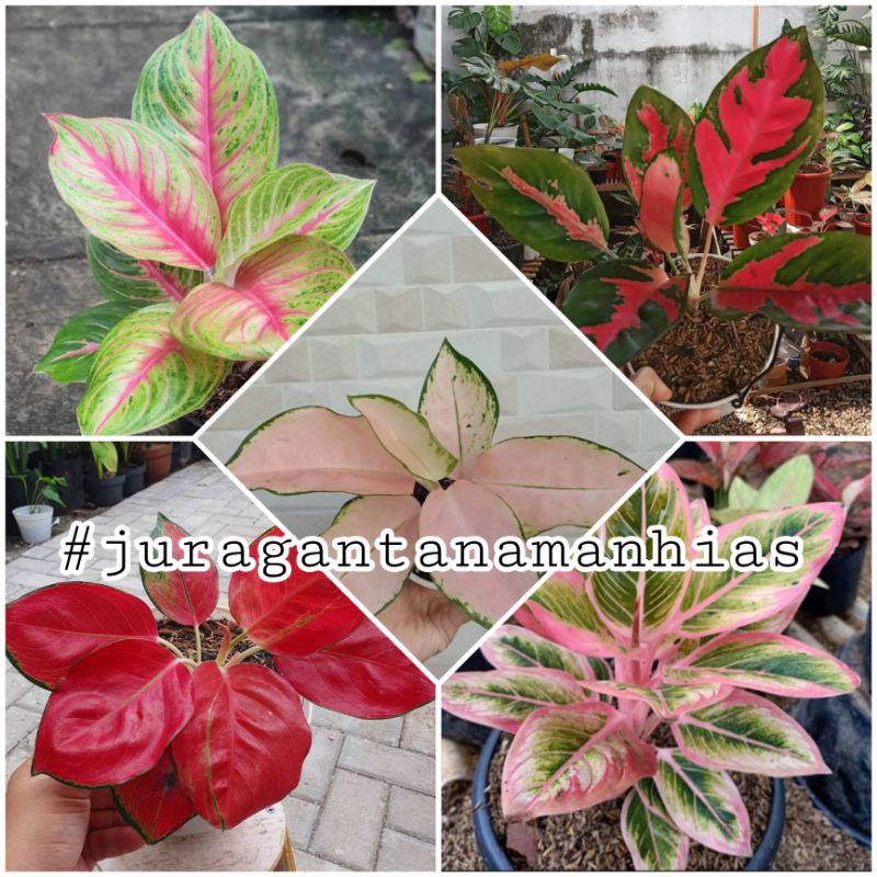 5 jenis bibit bonggol aglonema lotus delight, kochin sutra, hello kitty,  suksom super spesial