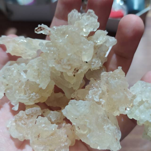 

Snow bird nest (500 gram)