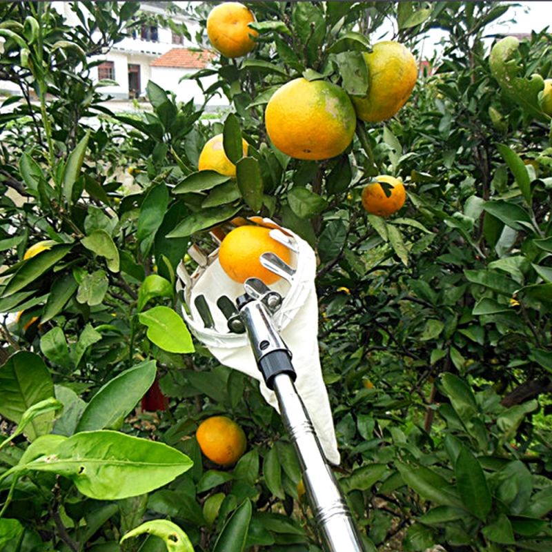 Alat Pemetik Buah Alat Petik Buah Pemanen Buah Alat Pengambil Buah Fruit Picker Tanpa Tongkat