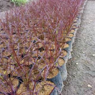 Tanaman hias taman rumput merah  fountain red grass 