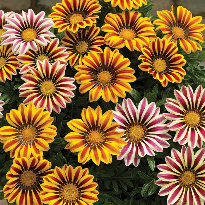 Benih Bibit Biji - Bunga Gazania Mix Sunshine Treasure Flower Seeds - IMPORT