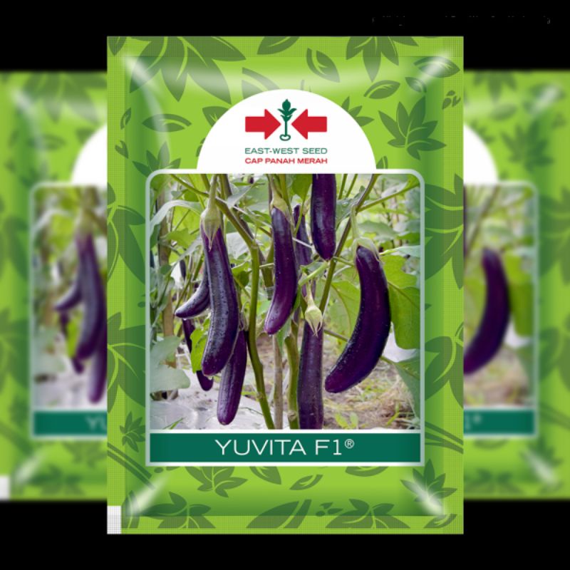 TERONG YUVITA F1 @1.100 butir
