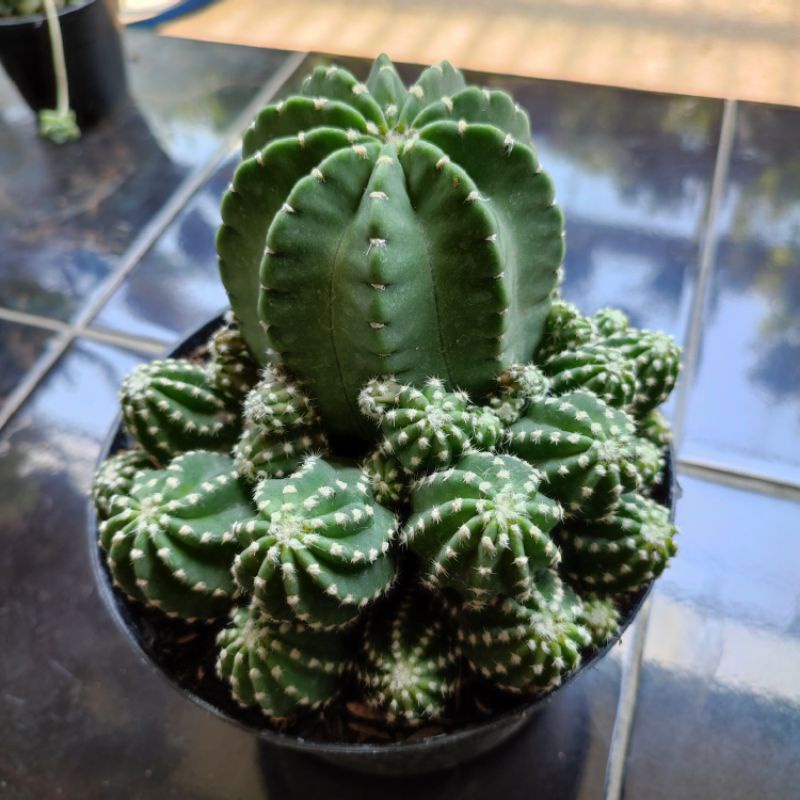 Kaktus Echinopsis Subdenudata Inermis