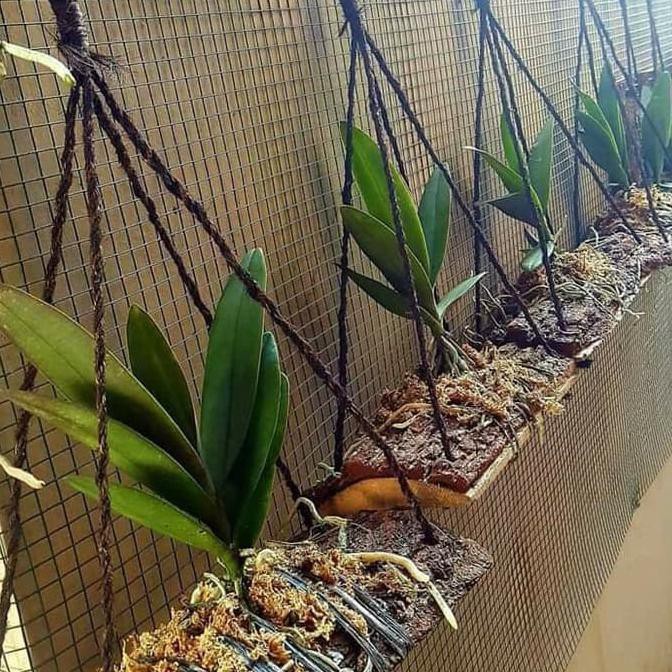 

PINUS PAPAN MEDIA TANAM GANTUNG