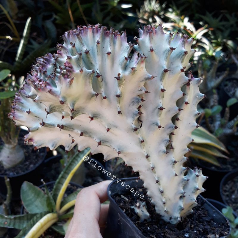 kaktus euphorbia lactea silver cristata