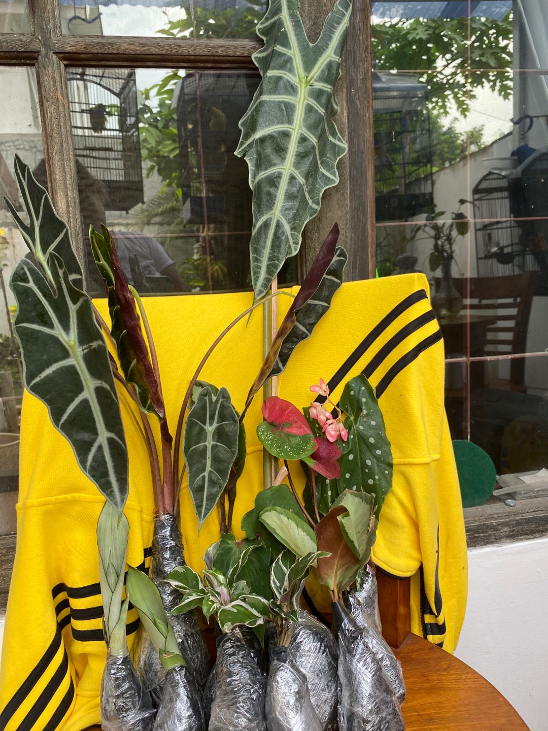 Tanama Hias Keladi Amazon Keladi Tengkorak