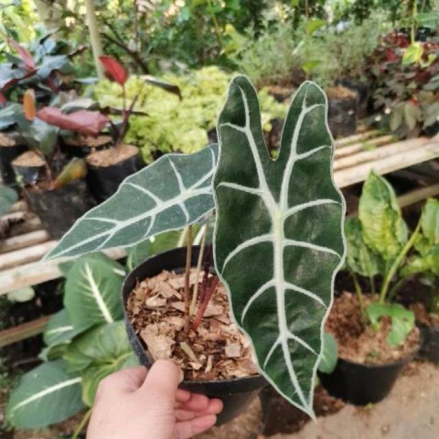 Tanaman Hias Keladi Liku Keladi Amazon Alocasia Amazonica Shopee Indonesia