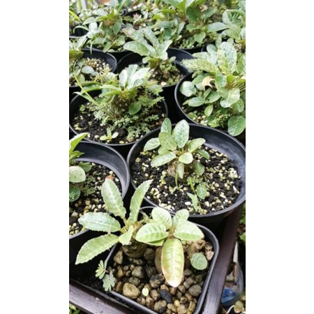 Paket Dorstenia Foetida (1 cabang + 2 non cabang Variegata)