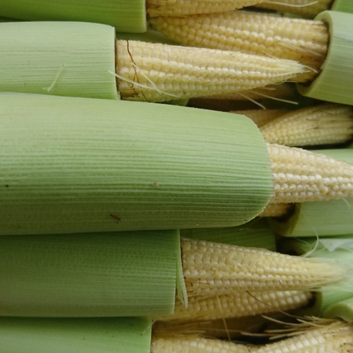 

Jual JAGUNG MUDA PUTREN / BABY CORN / JAGUNG ACAR FRESH 1 KG