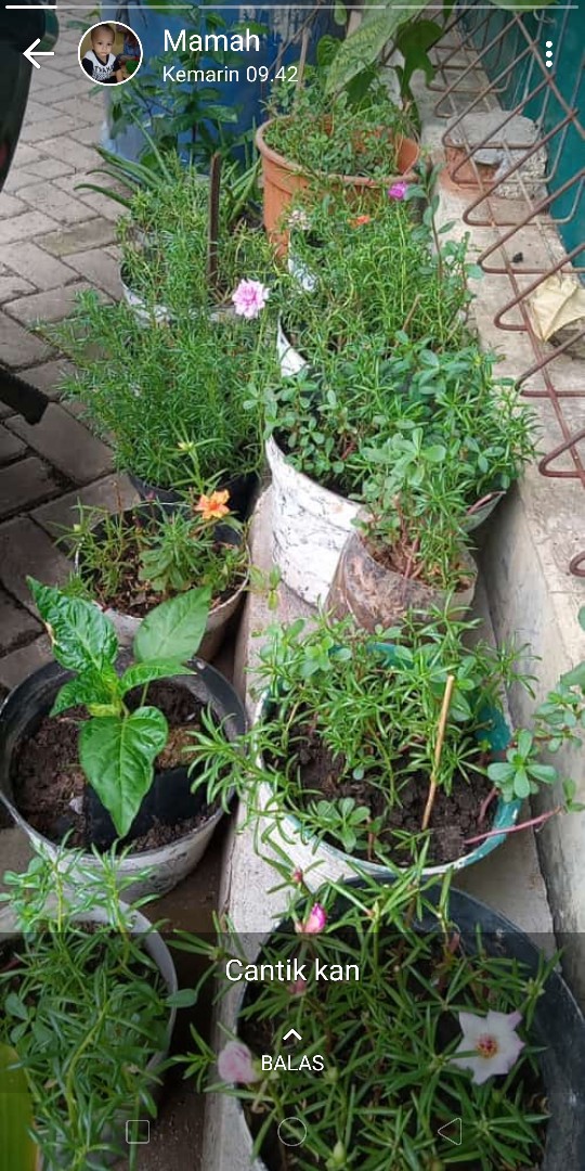 Paket Hemat Krokot Mix Lokal Dan Import /krokot Portulaca /mossrose Portulaca Import Dan Lokal