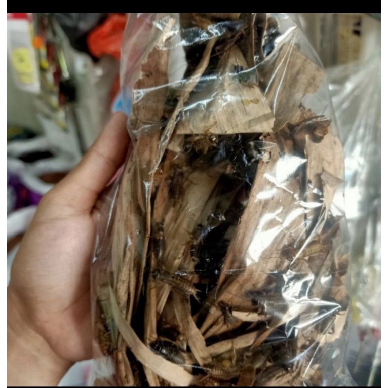 

jangkrik hidup / jangkrik alam hidup MIN ORDER 3 BUNGKUS