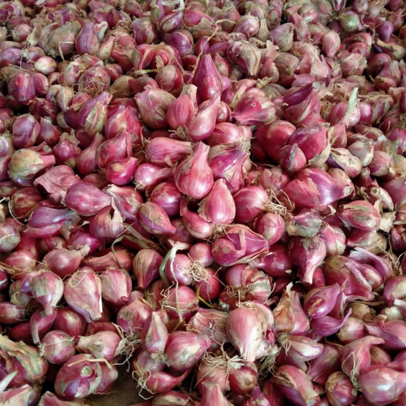 

Bawang Merah / Brambang