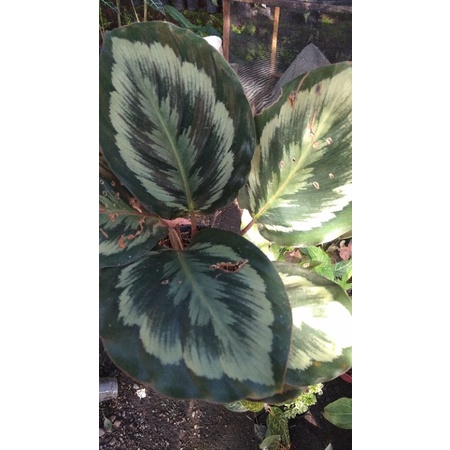 calathea medalion