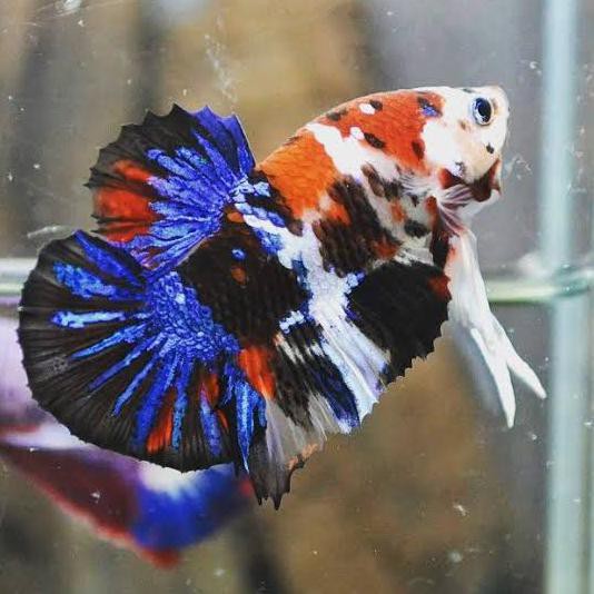 Promo Produk Terlaris Hobi Para Artis Koleksi Cupang Nemo Koi Multicolour