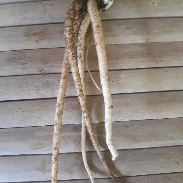 Promo Akar Walang Sangit Segar 1 Kg - GRATIS Daun walang nya