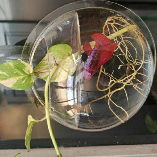 Terbagus.. Aquarium Tempel Hiasan Dinding Diameter 16cm Untuk Tanaman & Ikan Cupang