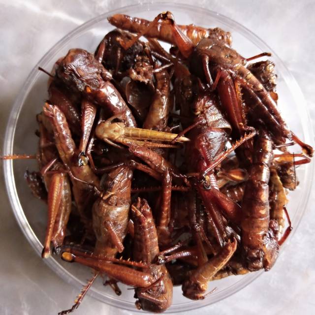

Belalang Goreng Besar Toples Kecil isi 6 Toples