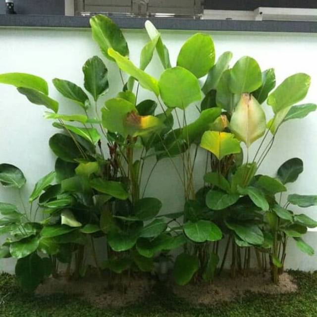 Tanaman hias pisang calathea / pisang oval / pisang bulat / tanaman pagar