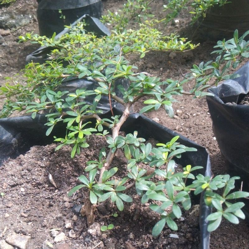bibit bonsai bucida / black olive spinosa  muraahhh